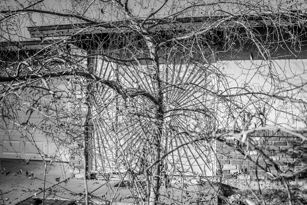 "The Trees" Joseph Podlesnik, Phoenix, Arizona