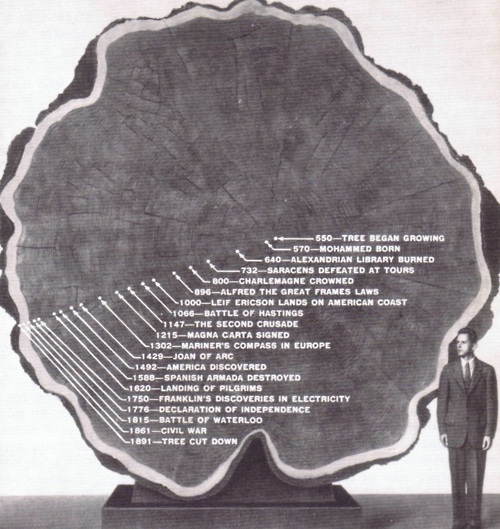 Årsringar på ett RedWood Tree