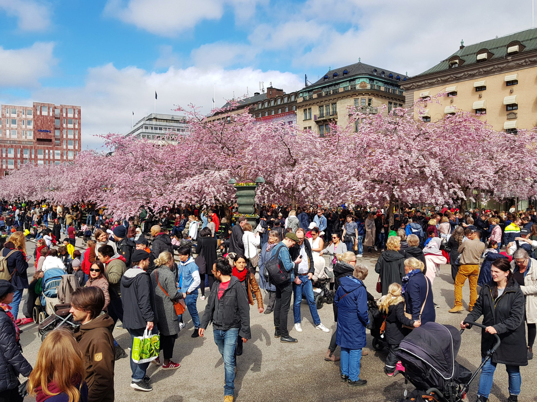 Hanami — körsbärsblomningen i Kungsträdgården — bild 19