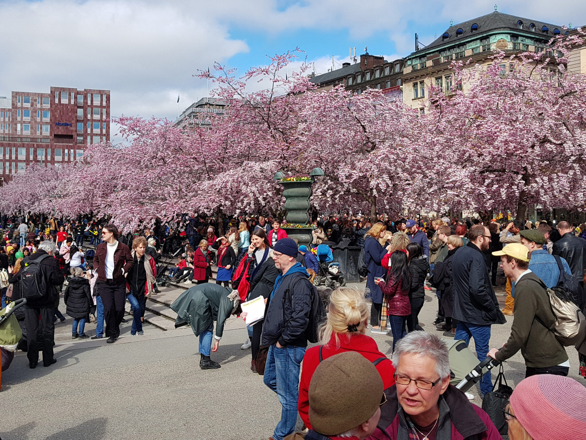 Hanami — körsbärsblomningen i Kungsträdgården — bild 18