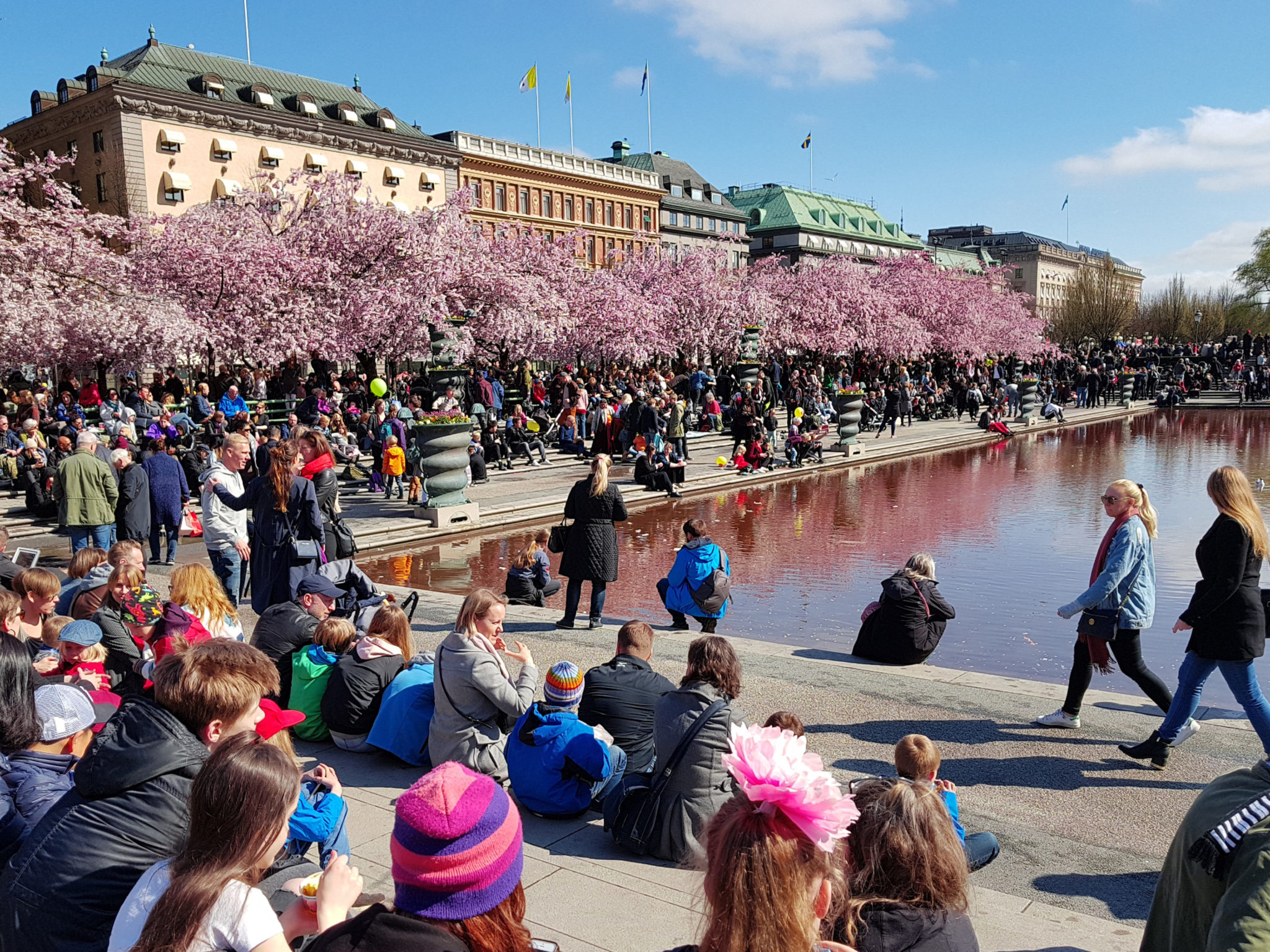 Hanami — körsbärsblomningen i Kungsträdgården — bild 20