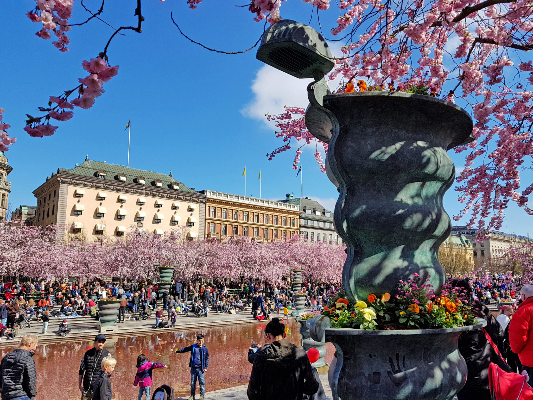Hanami — körsbärsblomningen i Kungsträdgården — bild 15