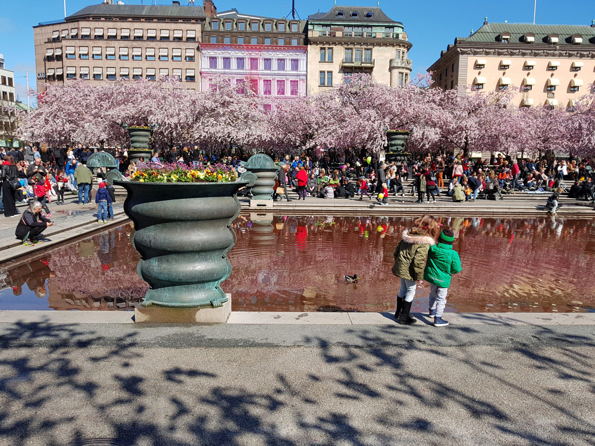 Hanami — körsbärsblomningen i Kungsträdgården — bild 22