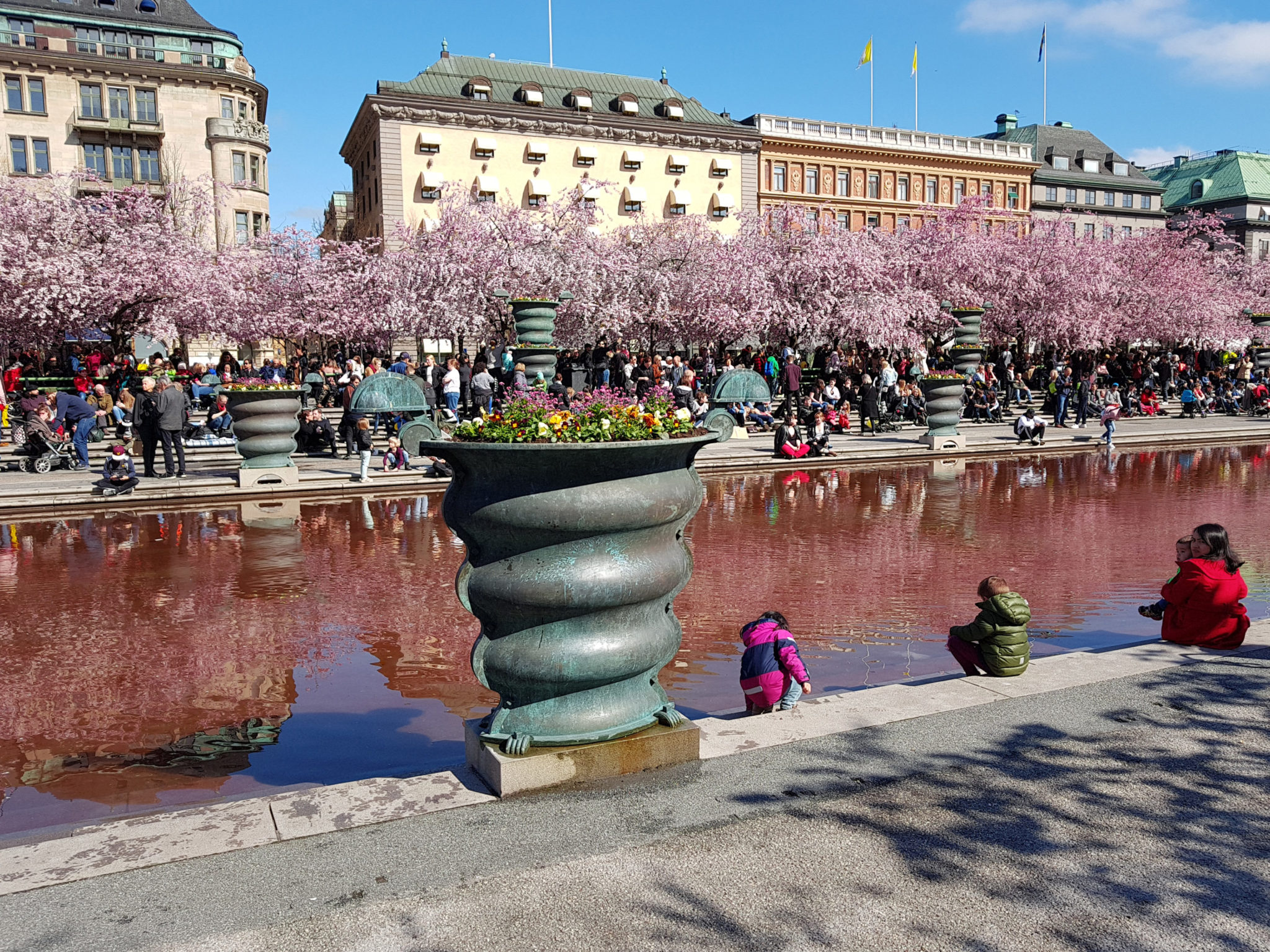 Hanami — körsbärsblomningen i Kungsträdgården — bild 17
