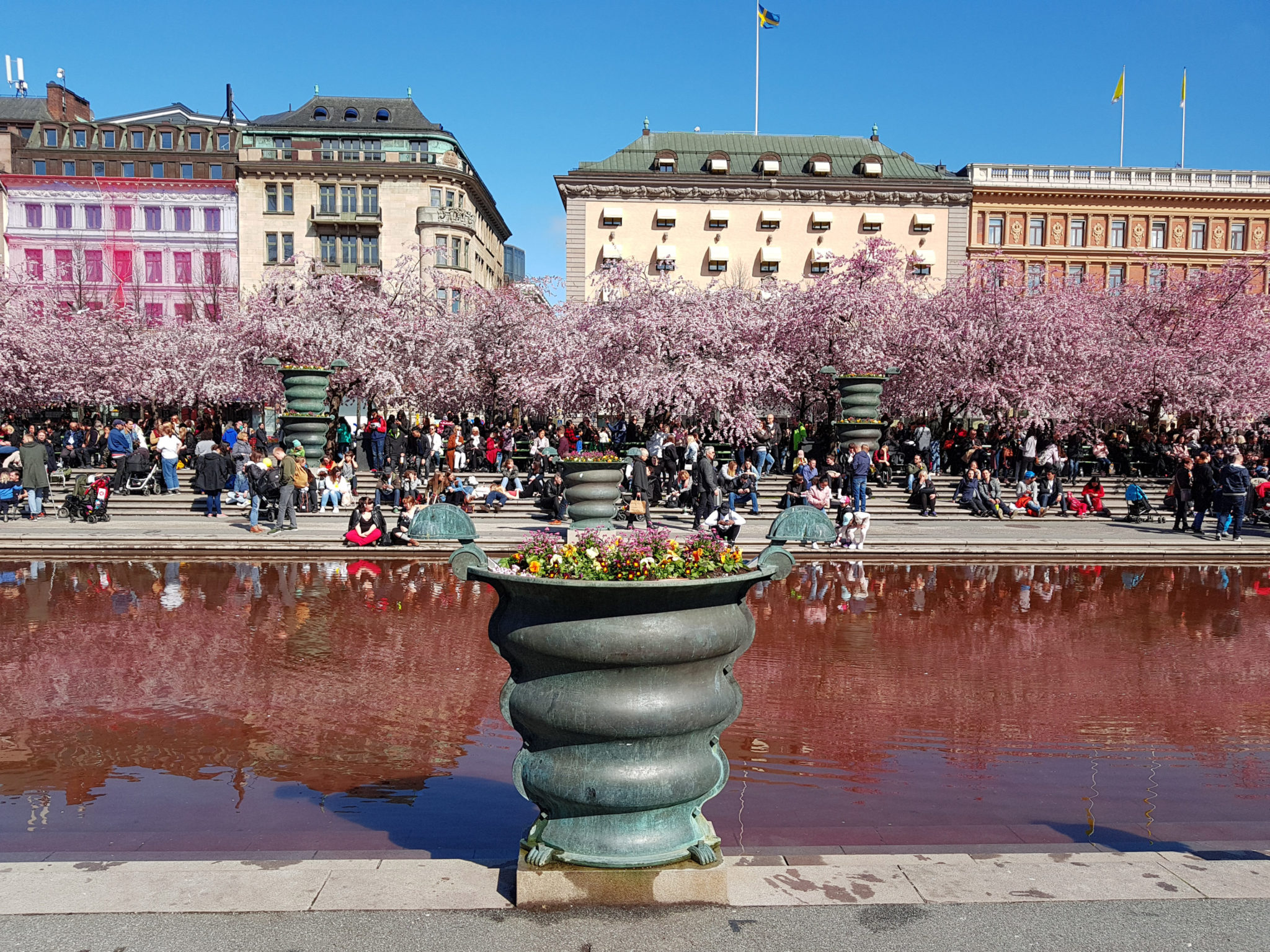 Hanami — körsbärsblomningen i Kungsträdgården — bild 21