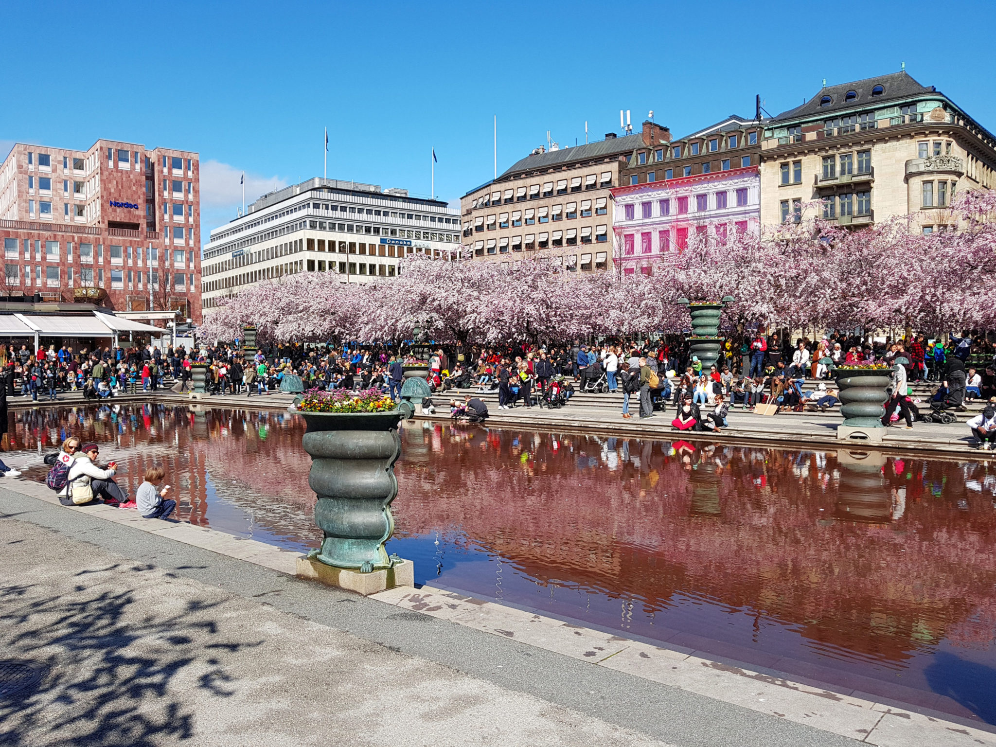 Hanami — körsbärsblomningen i Kungsträdgården — bild 16