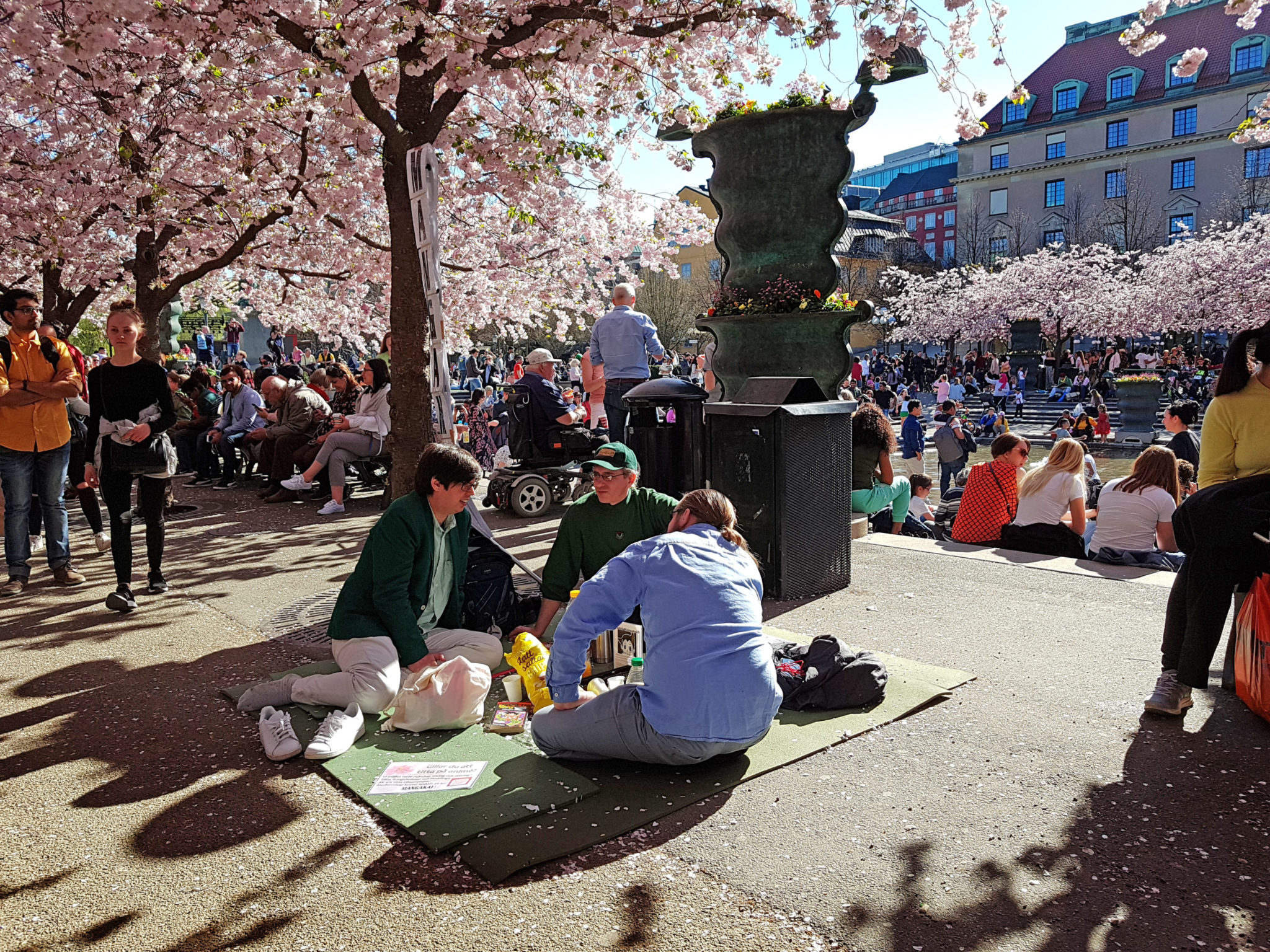 Hanami — körsbärsblomningen i Kungsträdgården — bild 5
