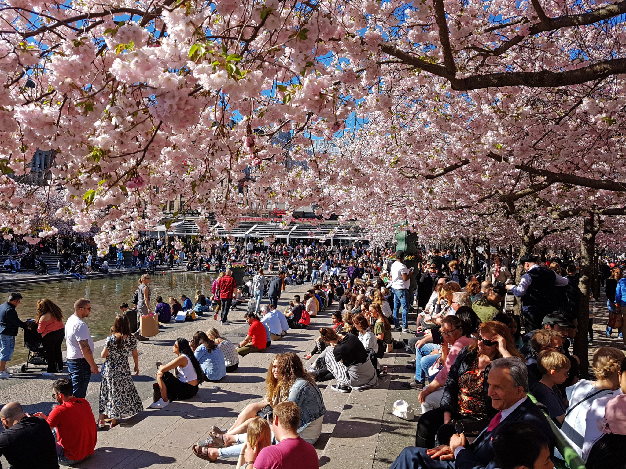 Hanami — körsbärsblomningen i Kungsträdgården — bild 3