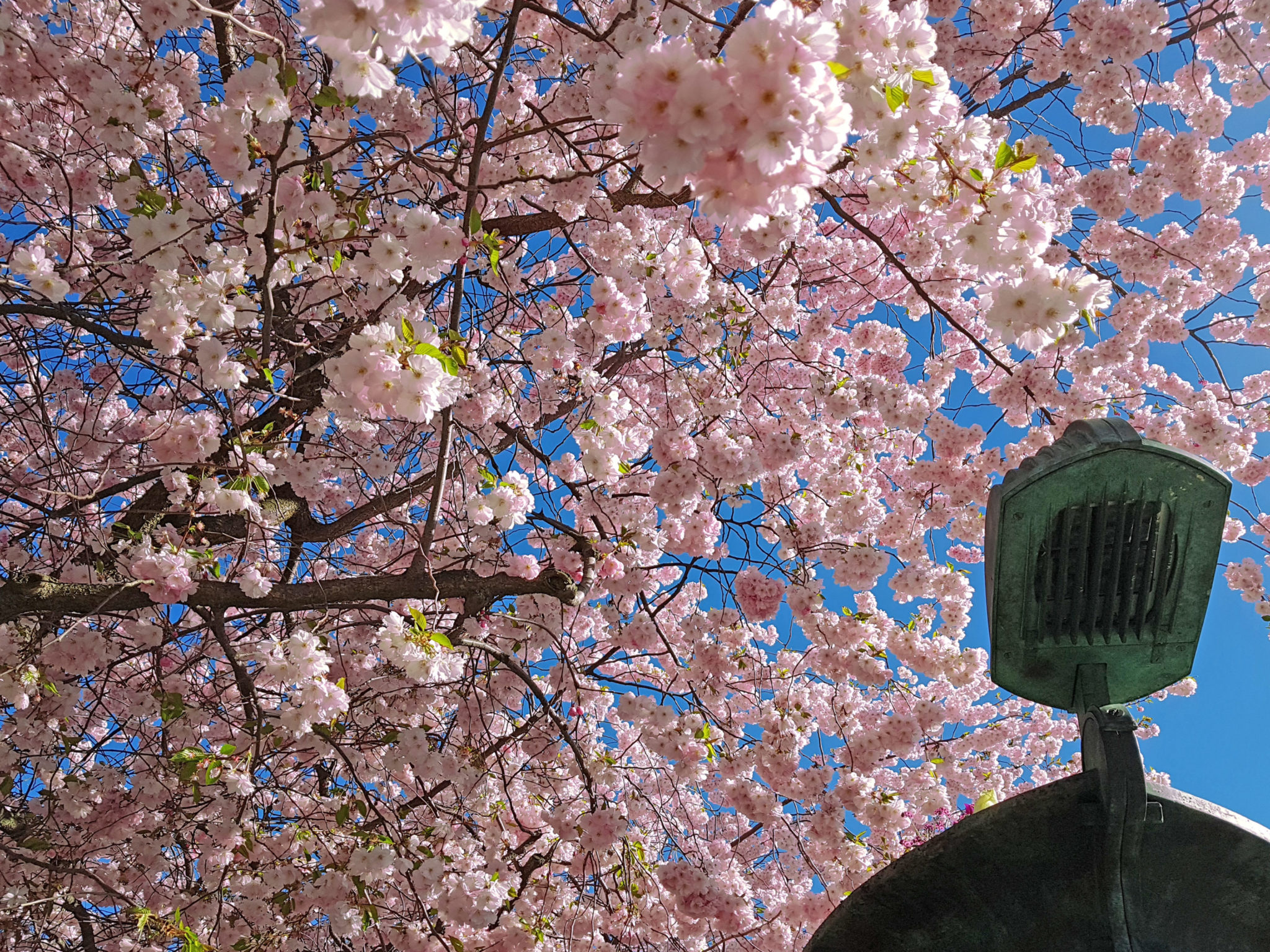 Hanami — körsbärsblomningen i Kungsträdgården — bild 2