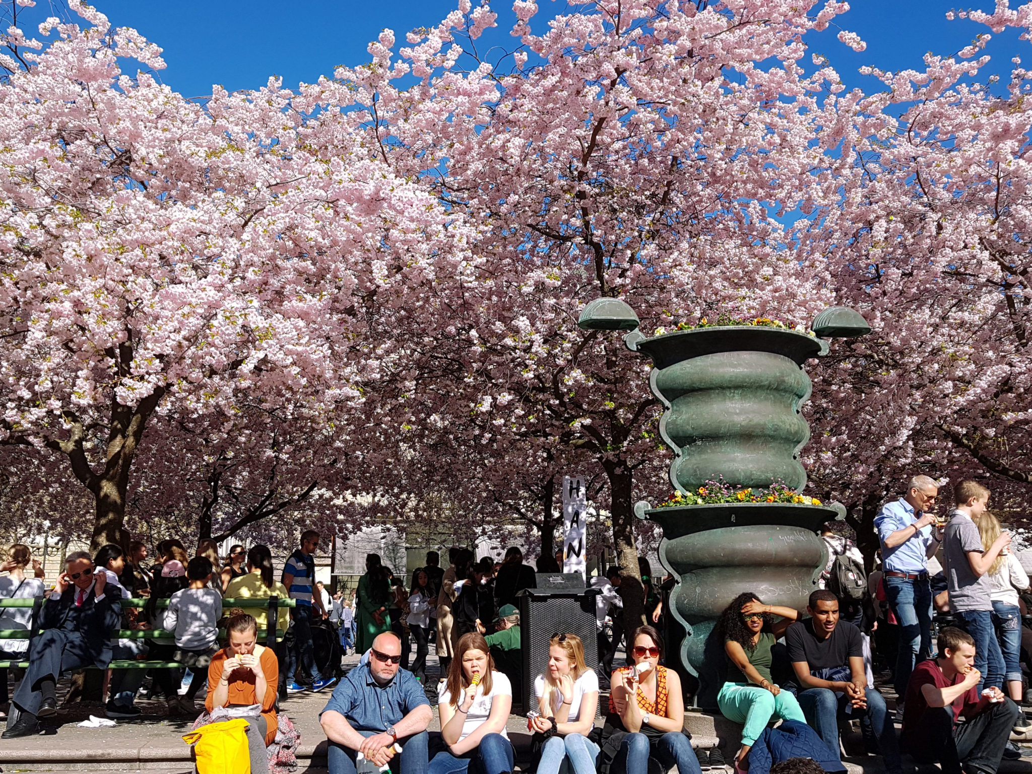 Hanami — körsbärsblomningen i Kungsträdgården — bild 12