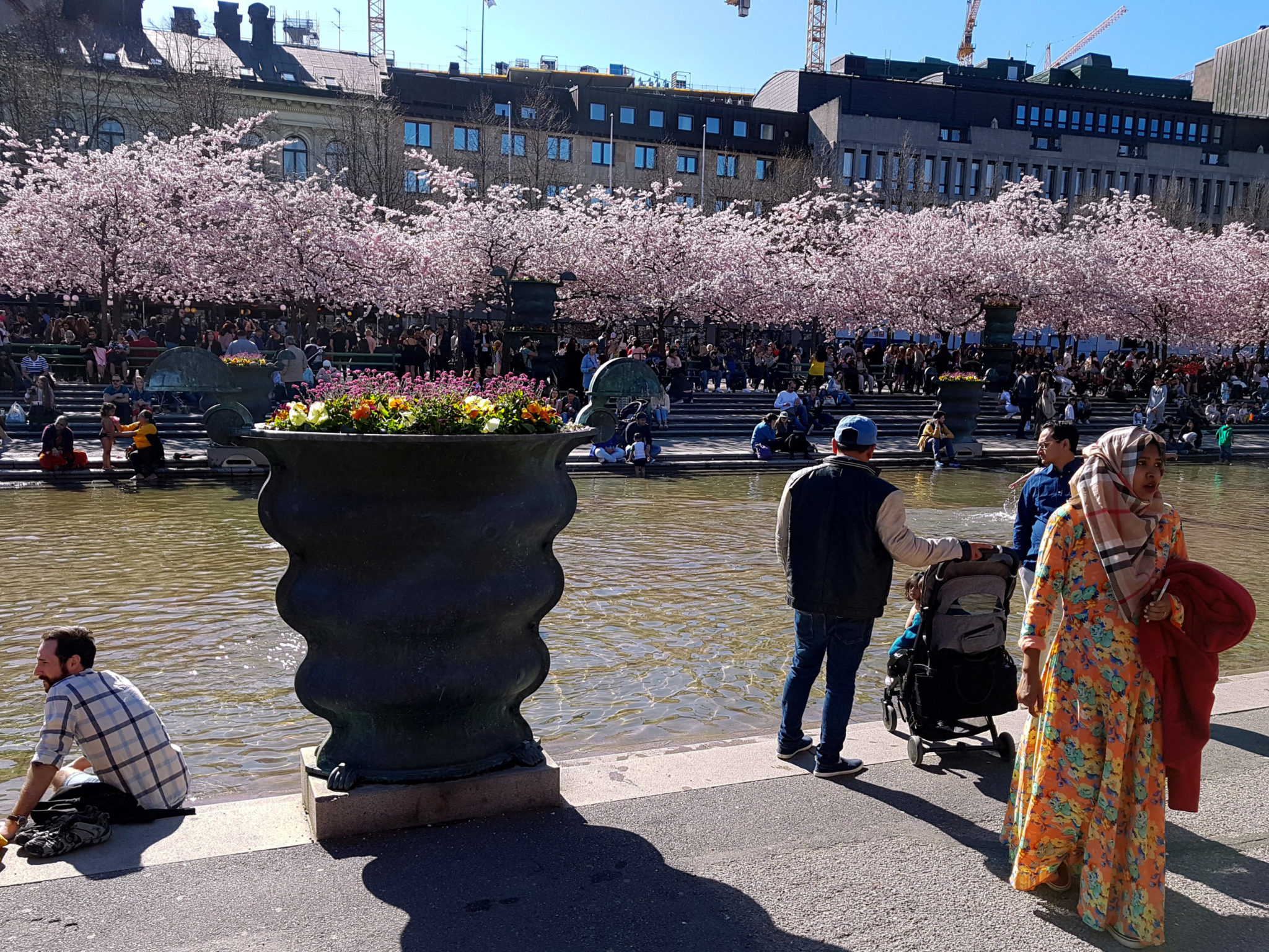 Hanami — körsbärsblomningen i Kungsträdgården — bild 13
