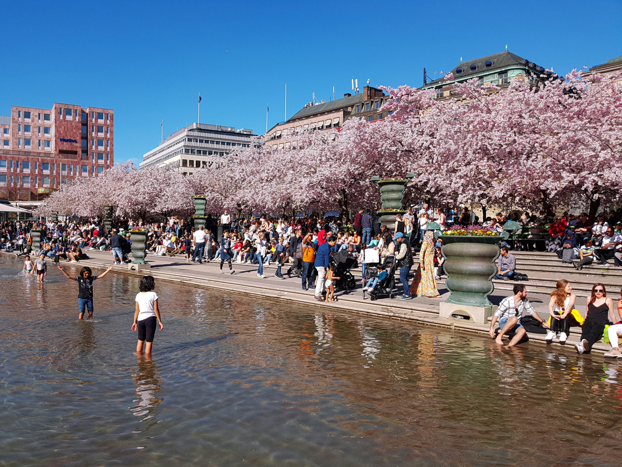 Hanami — körsbärsblomningen i Kungsträdgården — bild 11