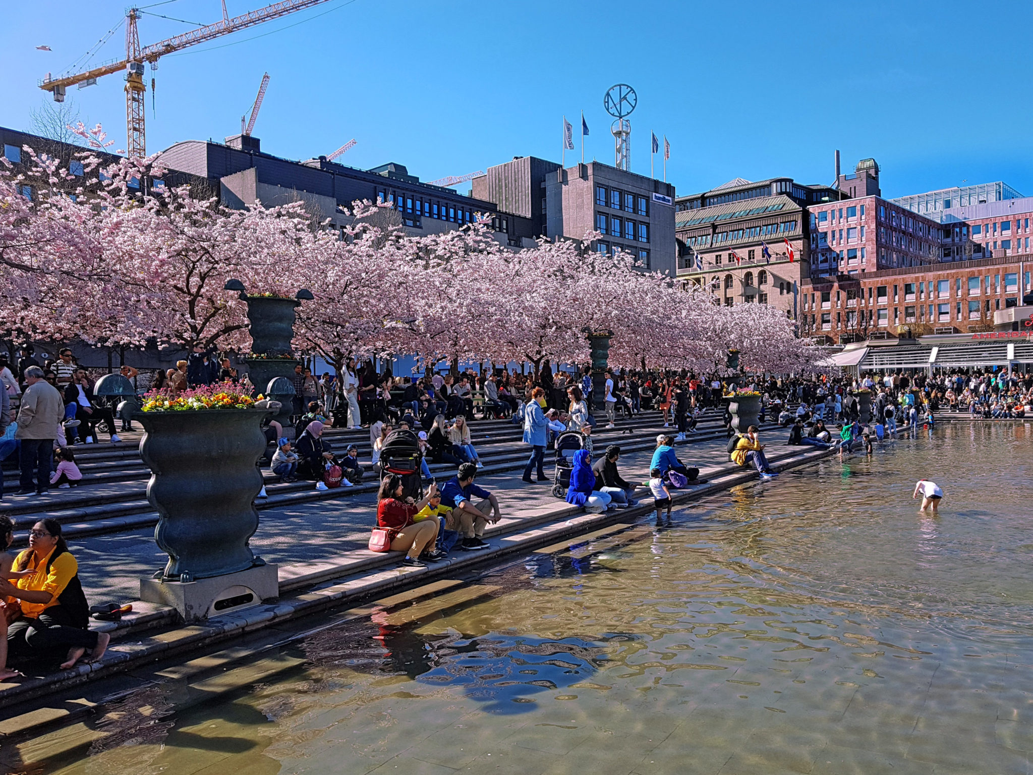 Hanami — körsbärsblomningen i Kungsträdgården — bild 10
