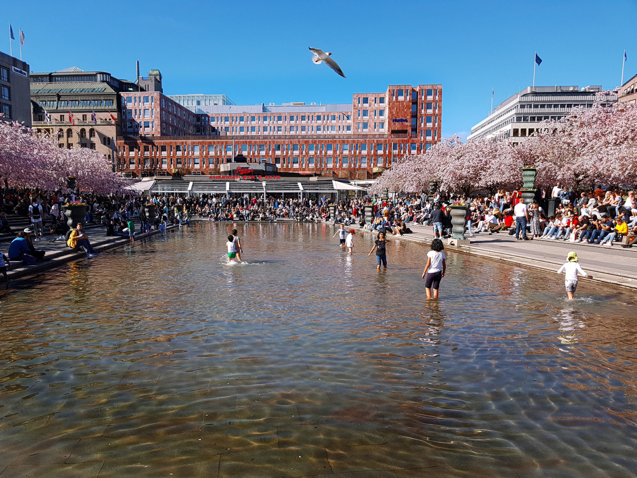 Hanami — körsbärsblomningen i Kungsträdgården — bild 9