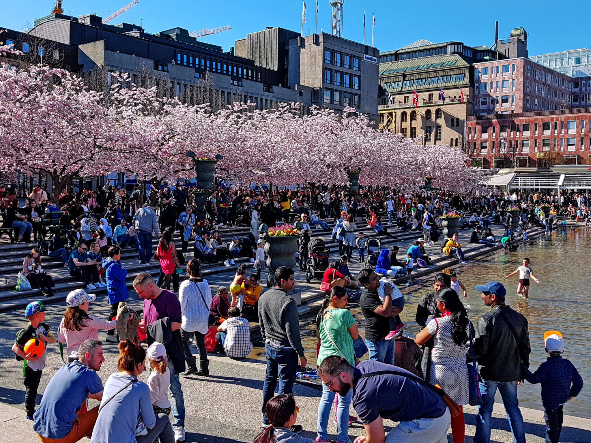 Hanami — körsbärsblomningen i Kungsträdgården — bild 8