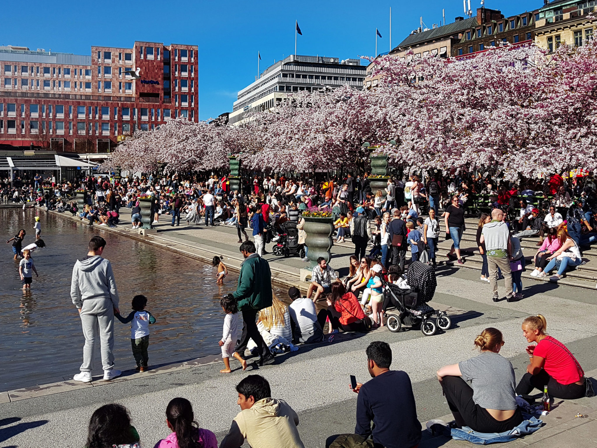 Hanami — körsbärsblomningen i Kungsträdgården — bild 7