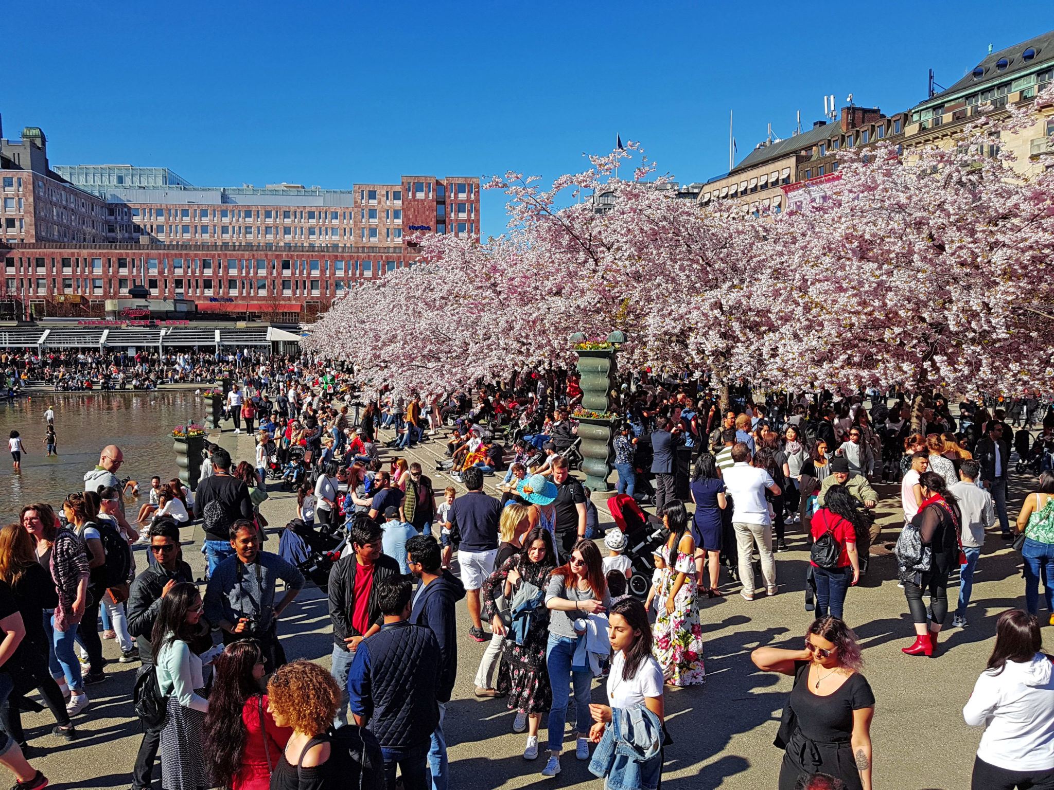 Hanami — körsbärsblomningen i Kungsträdgården — bild 6