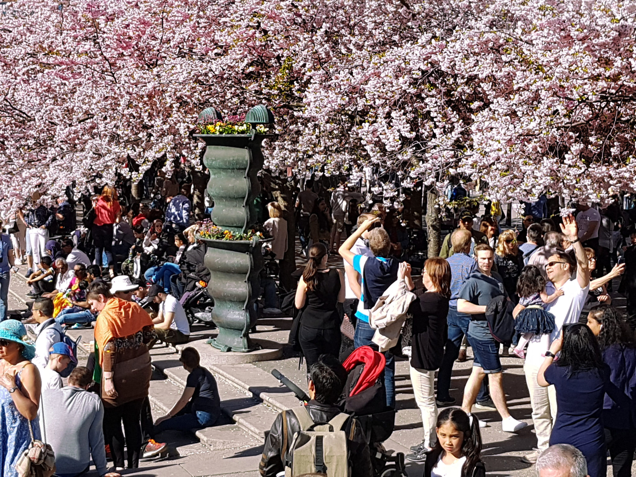 Hanami — körsbärsblomningen i Kungsträdgården — bild 4