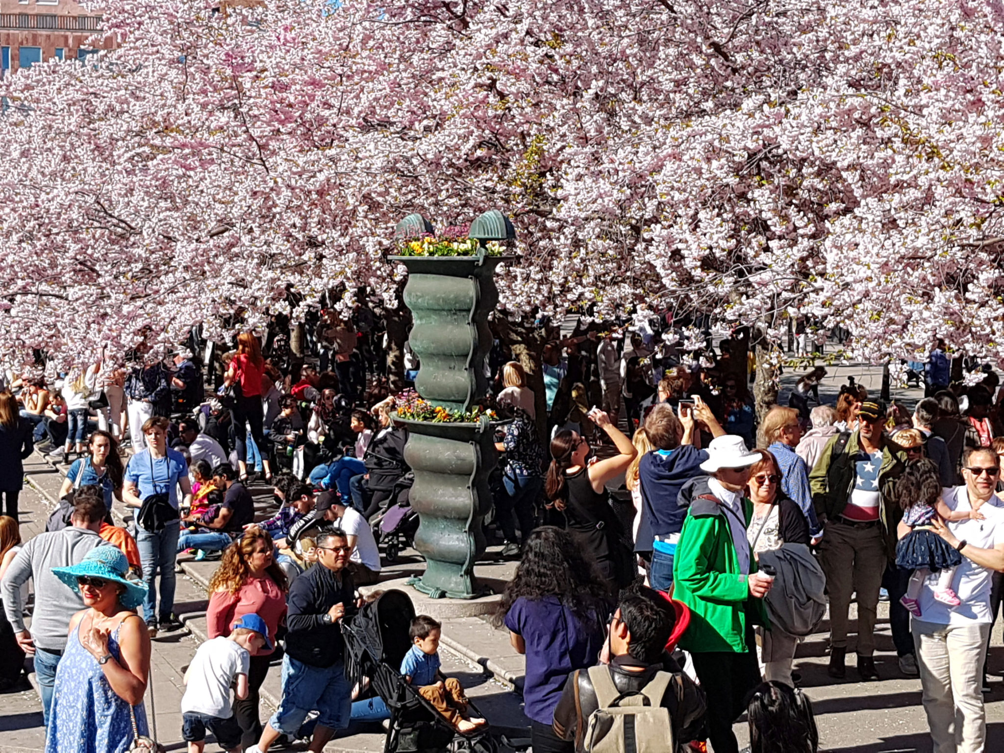 Hanami — körsbärsblomningen i Kungsträdgården — bild 14